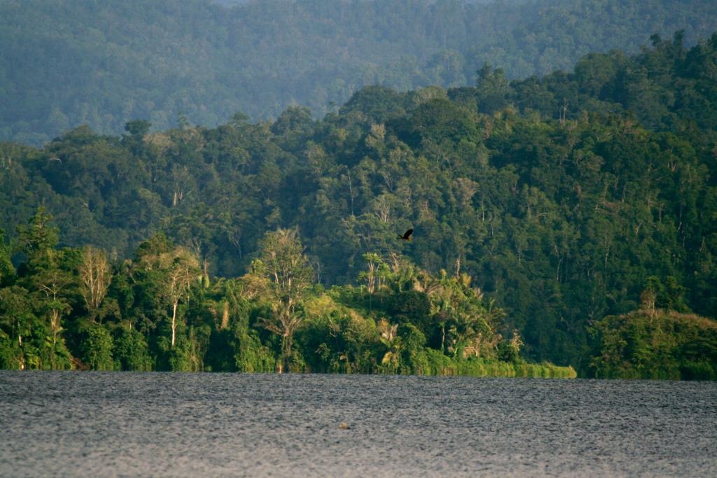A bird flies over a body of water with a dense tropical forest and mountains in the background.