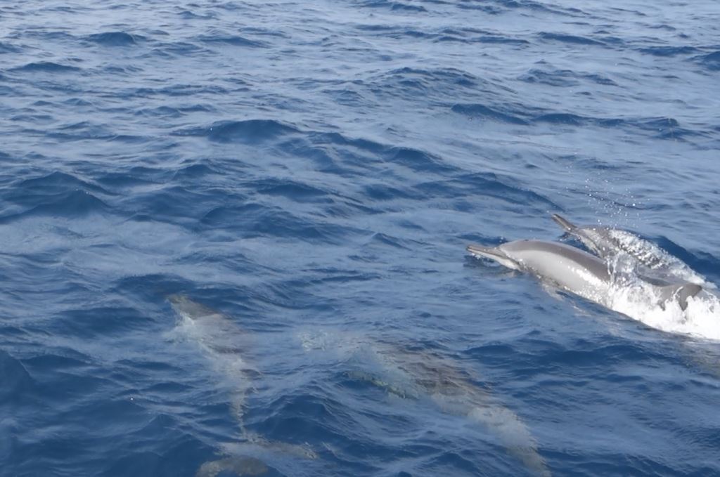 A pod of dolphins swims through the blue ocean, with some splashing at the surface.