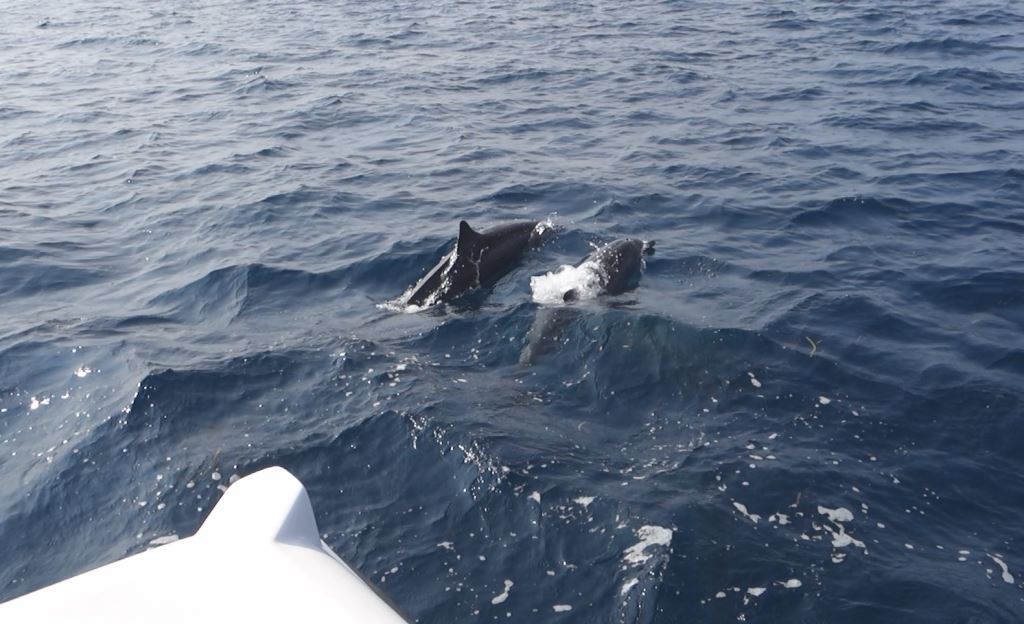 Two dolphins swim in the blue ocean next to a boat.