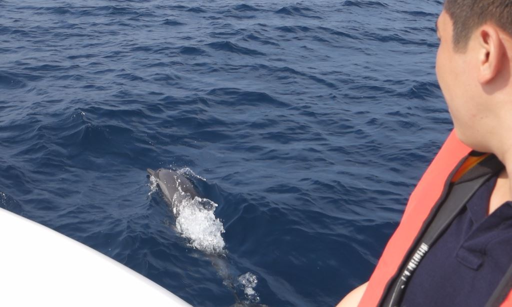 A person in a life vest watches a dolphin swimming in the ocean next to a boat.