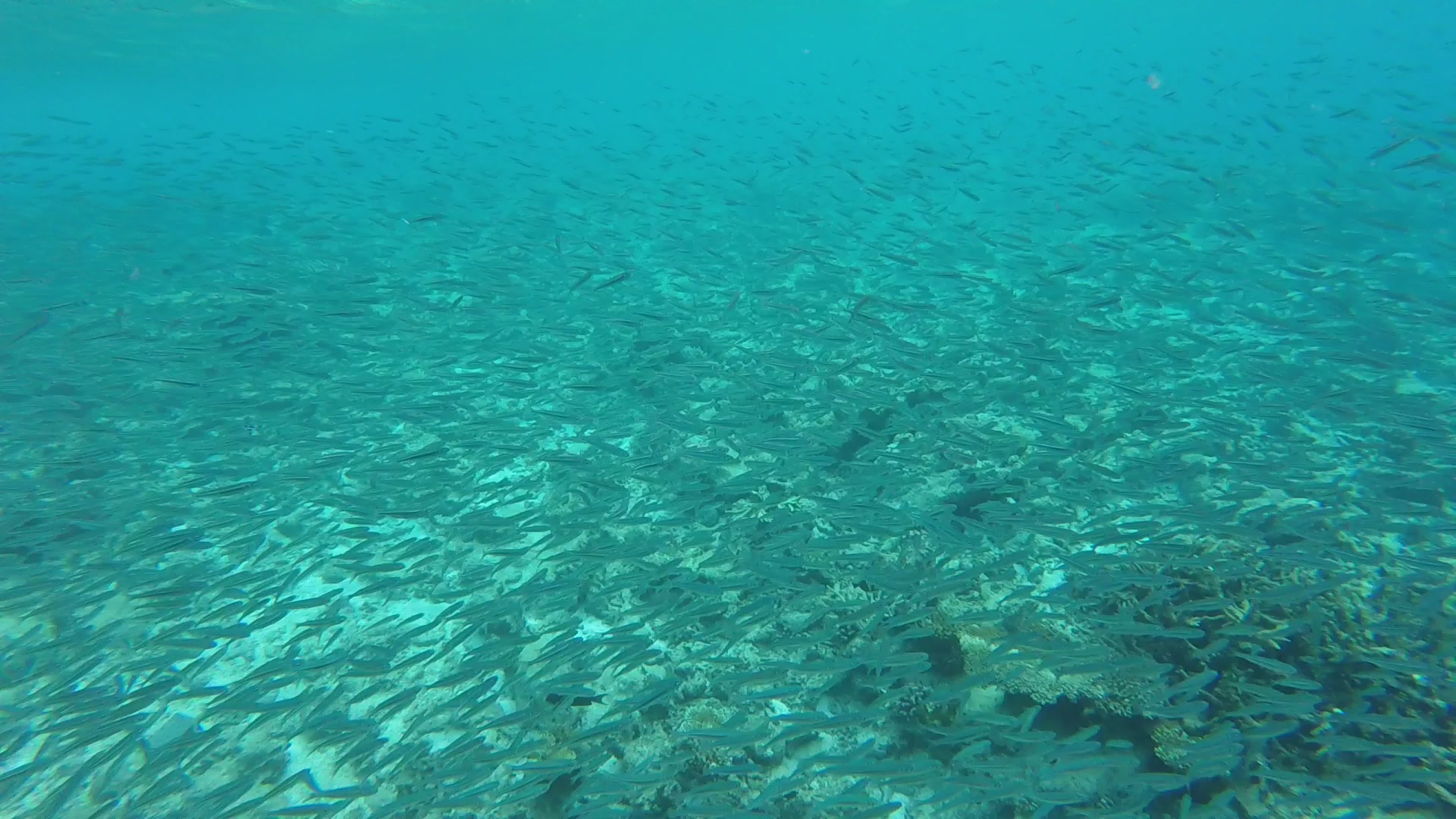 A large school of small fish swims in clear turquoise water above a sandy and coral seabed.