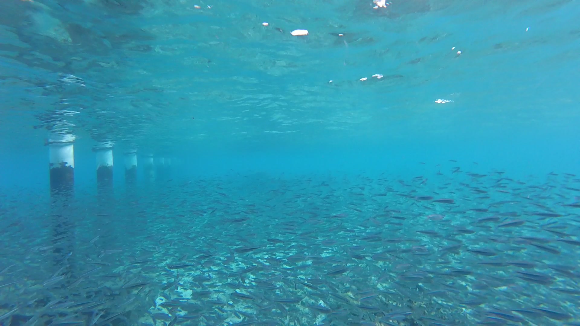 An underwater view of a large school of fish swimming near white pillars in clear blue water.