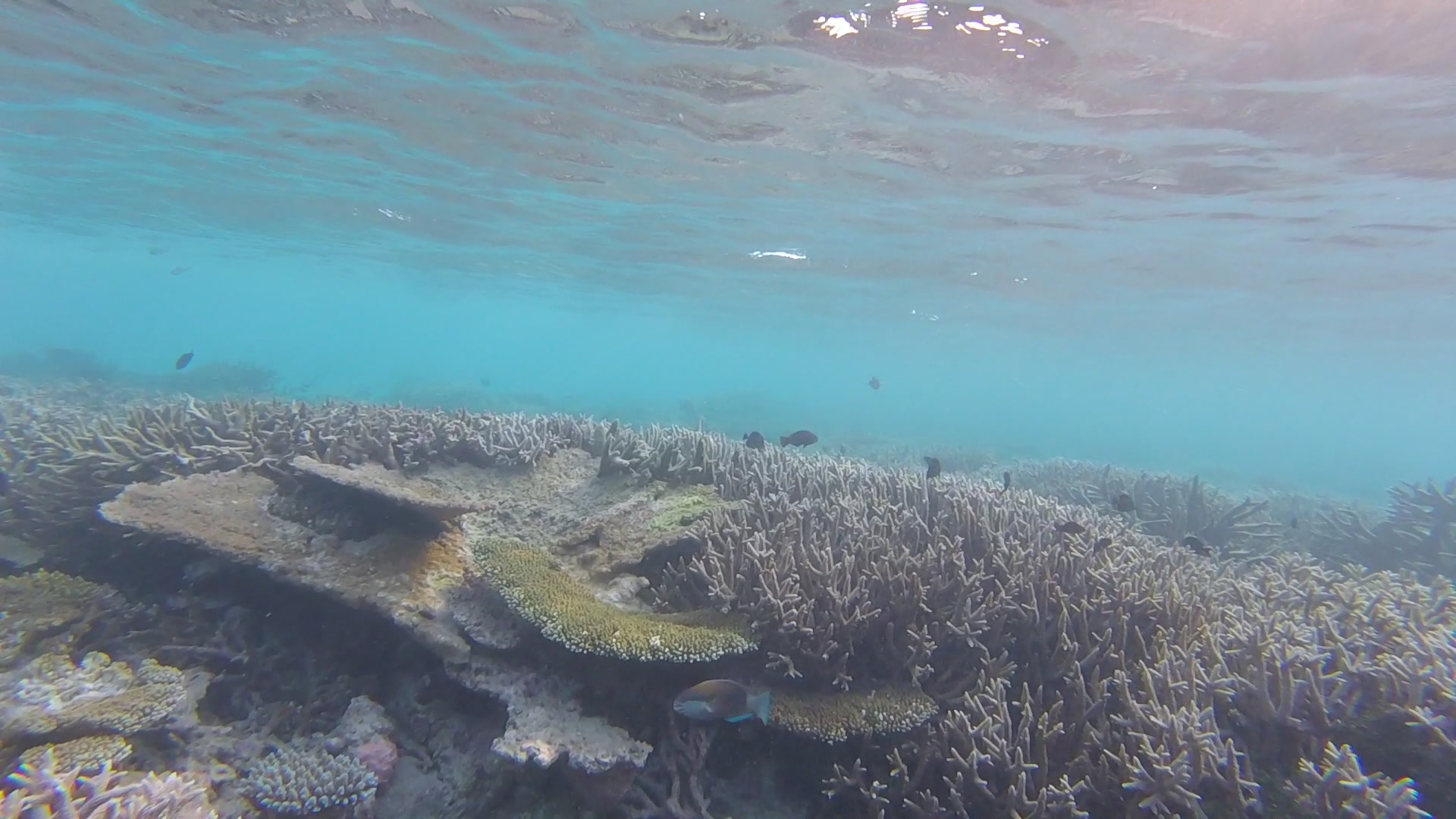 Underwater view of a diverse coral reef with small fish swimming in clear blue water.