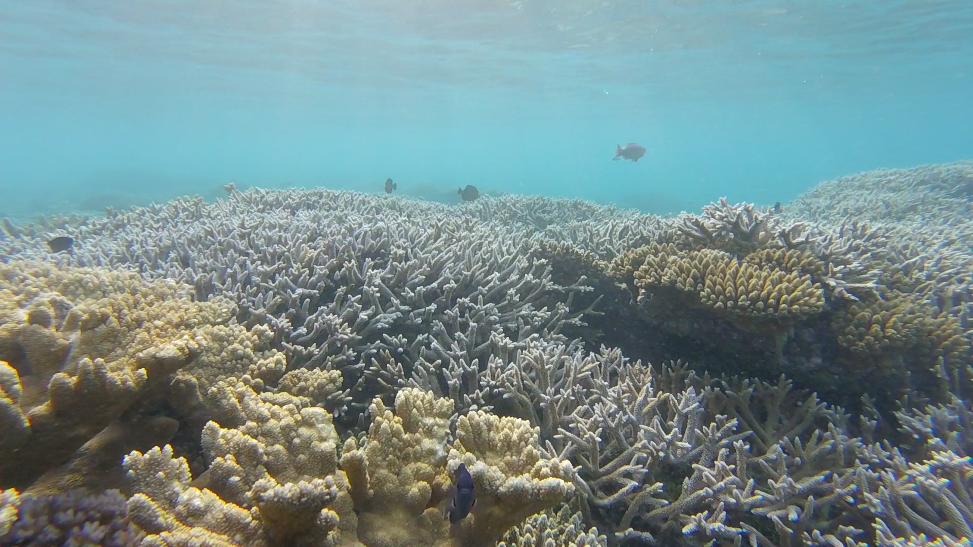 An underwater view of a large coral reef with several small fish swimming.