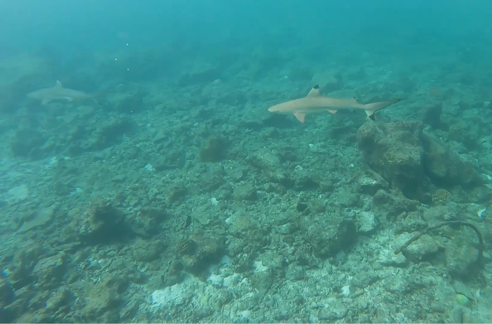 Two blacktip reef sharks swim over a rocky seabed.