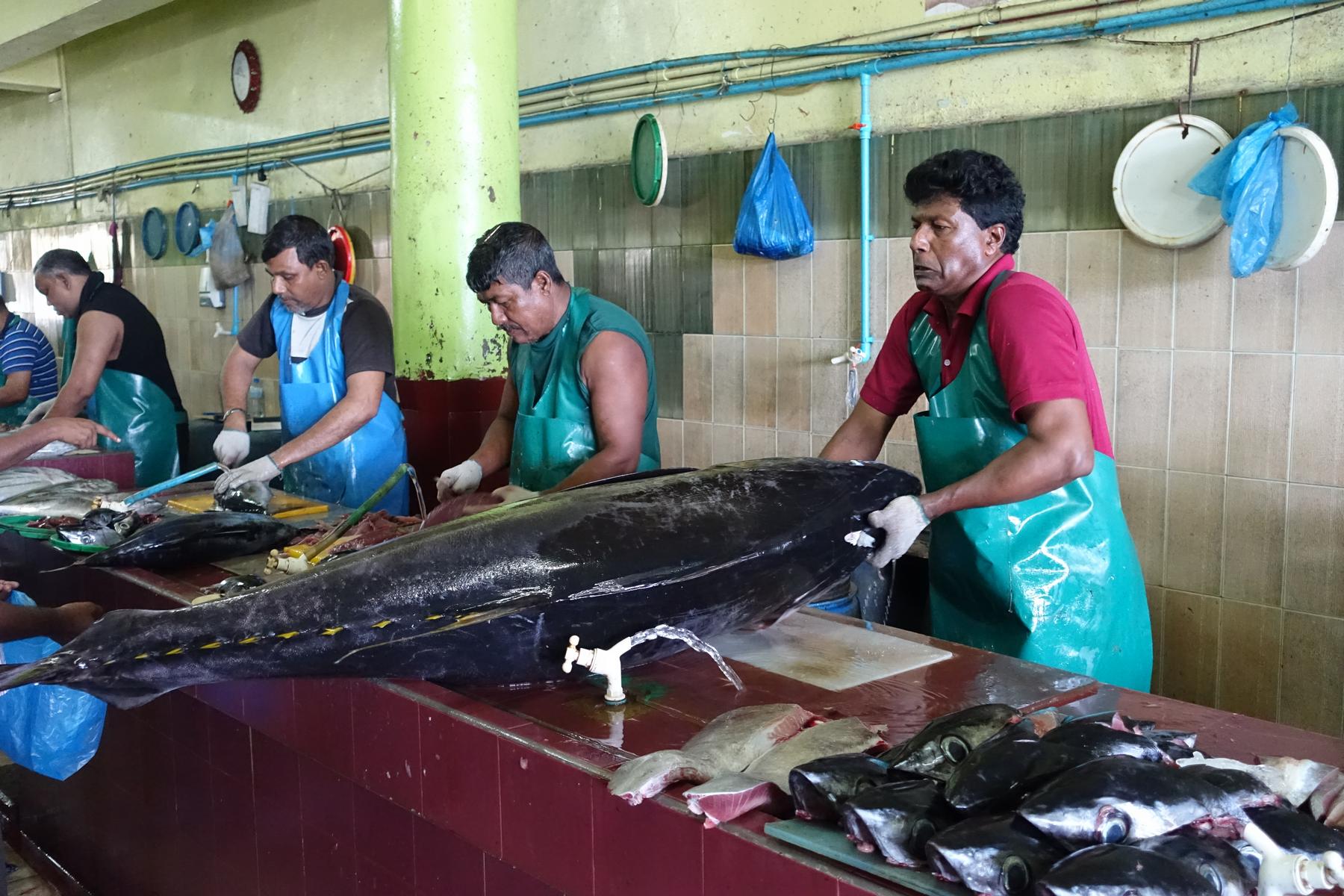 Men in aprons clean and prepare a large tuna and other fish at a market in Male.