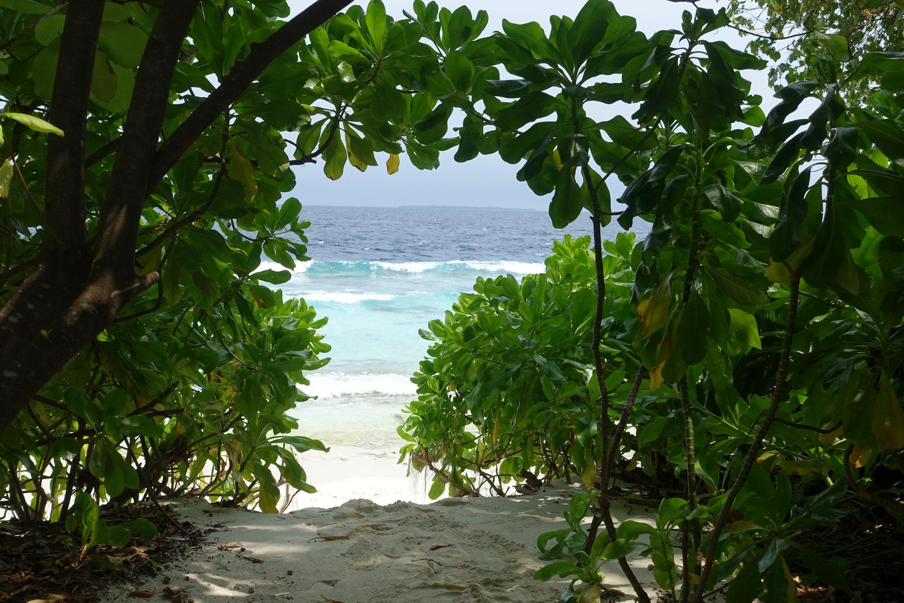 Lush green foliage frames a path leading to a white sandy beach and turquoise ocean waves.