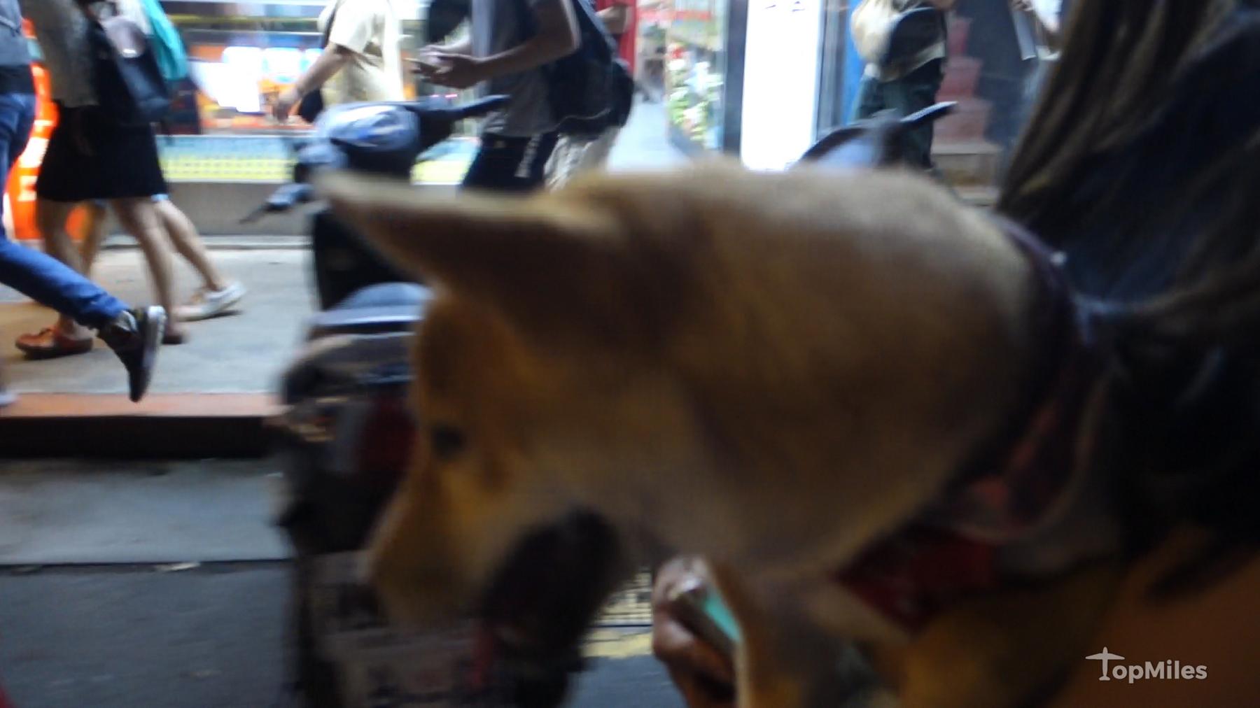 A blurry brown dog looks at a busy street with pedestrians and a scooter in the background.