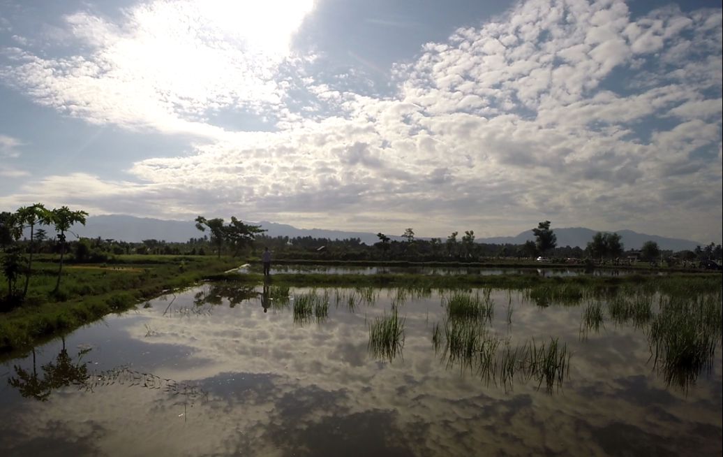 A person stands in a flooded rice paddy in Palu, Indonesia, reflecting a cloudy sky and distant mountains.