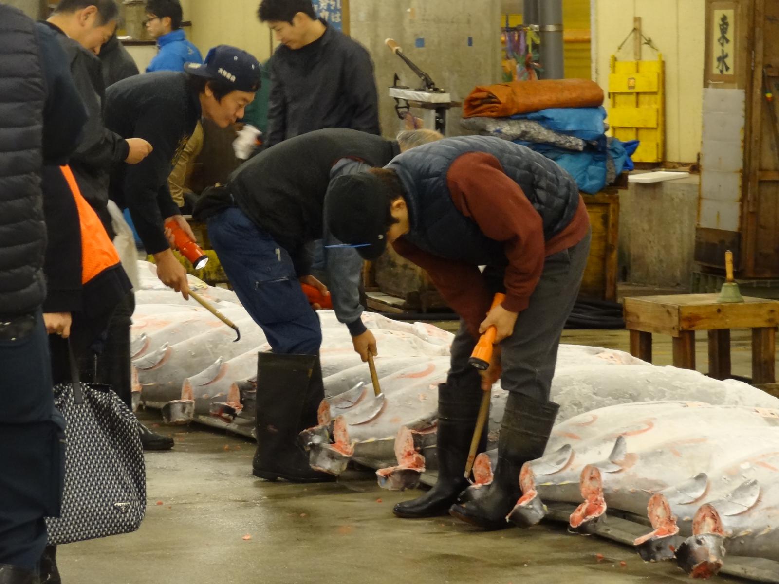Men examine large tuna fish laid out on the floor at a fish market.