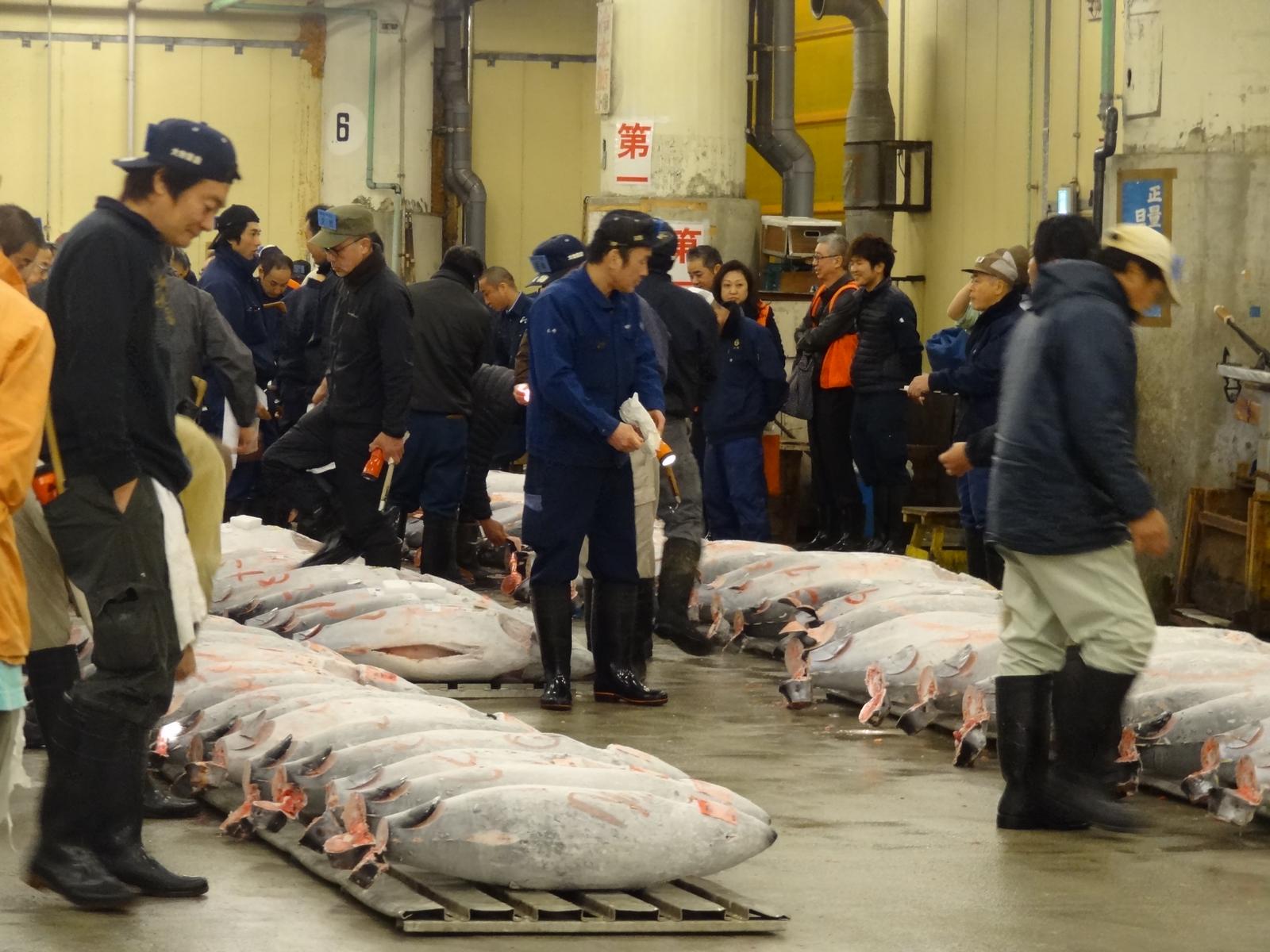 Workers and buyers inspect rows of large frozen tuna at a fish market auction.