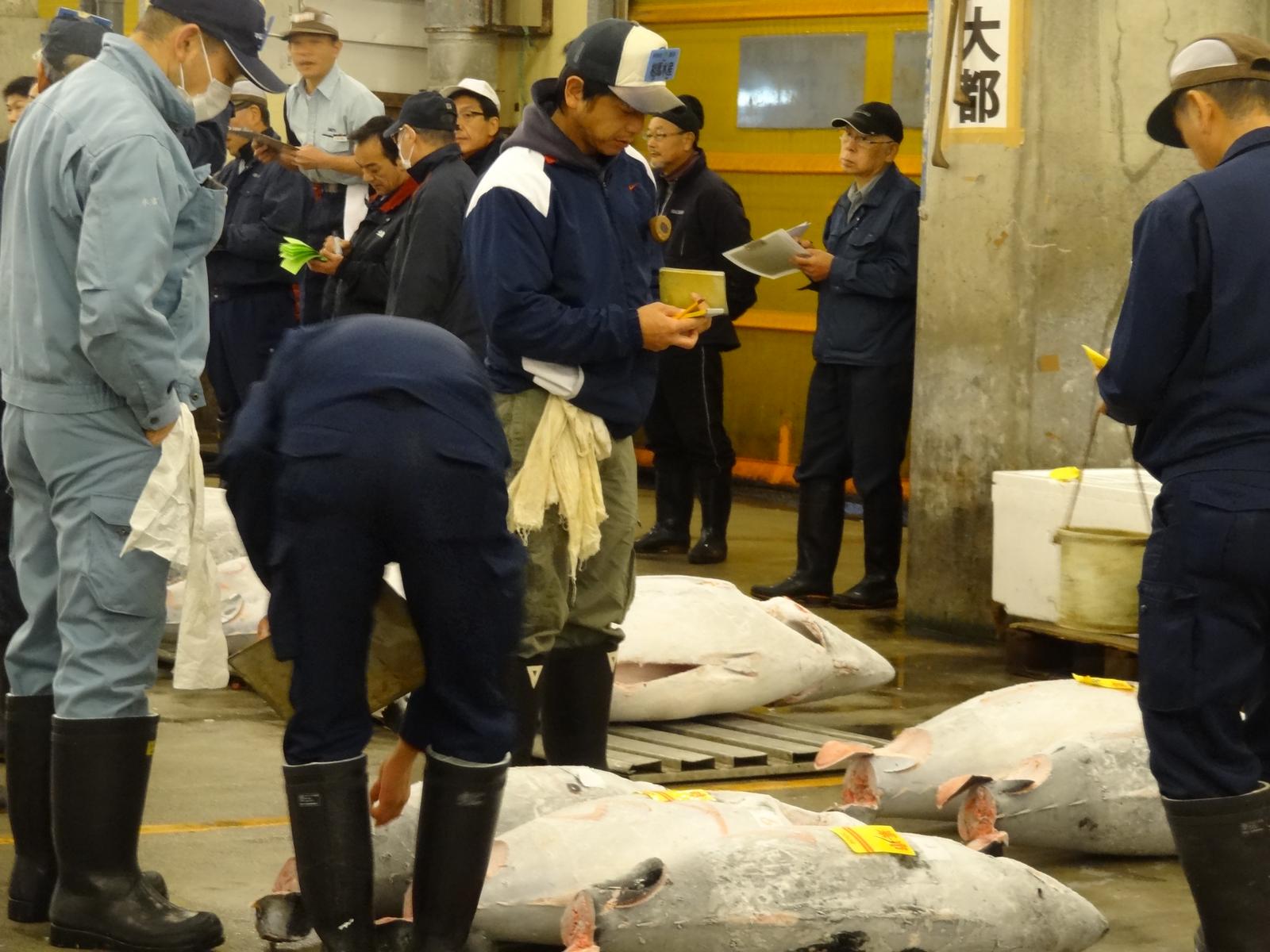 Men inspect large tuna laid on the floor at the Tsukiji Fish Market.