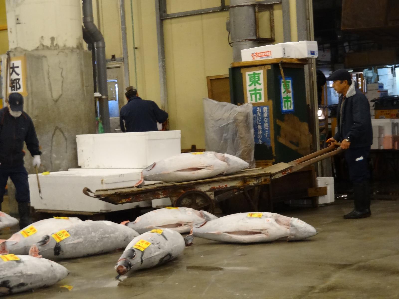 Workers handle large tuna fish on the floor and a cart at Tsukiji Fish Market.