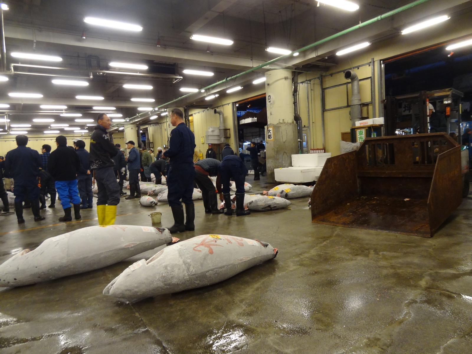 Workers examine large, wrapped tuna on the wet floor of a brightly lit fish market.