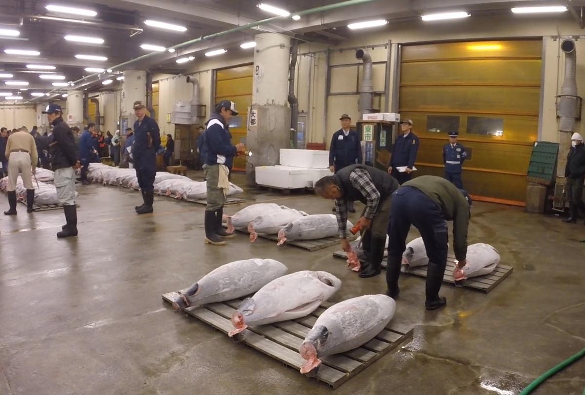 At the Tsukiji Fish Market, men inspect rows of large tuna laid out on the floor for auction.