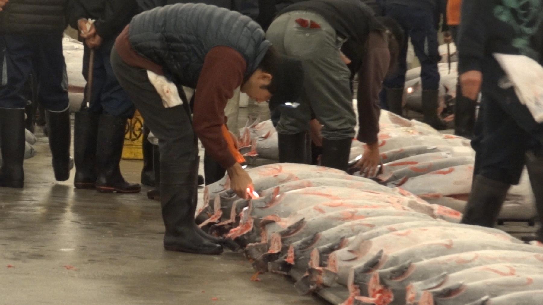 At Tsukiji Fish Market, workers inspect a line of large tuna laid out for auction.