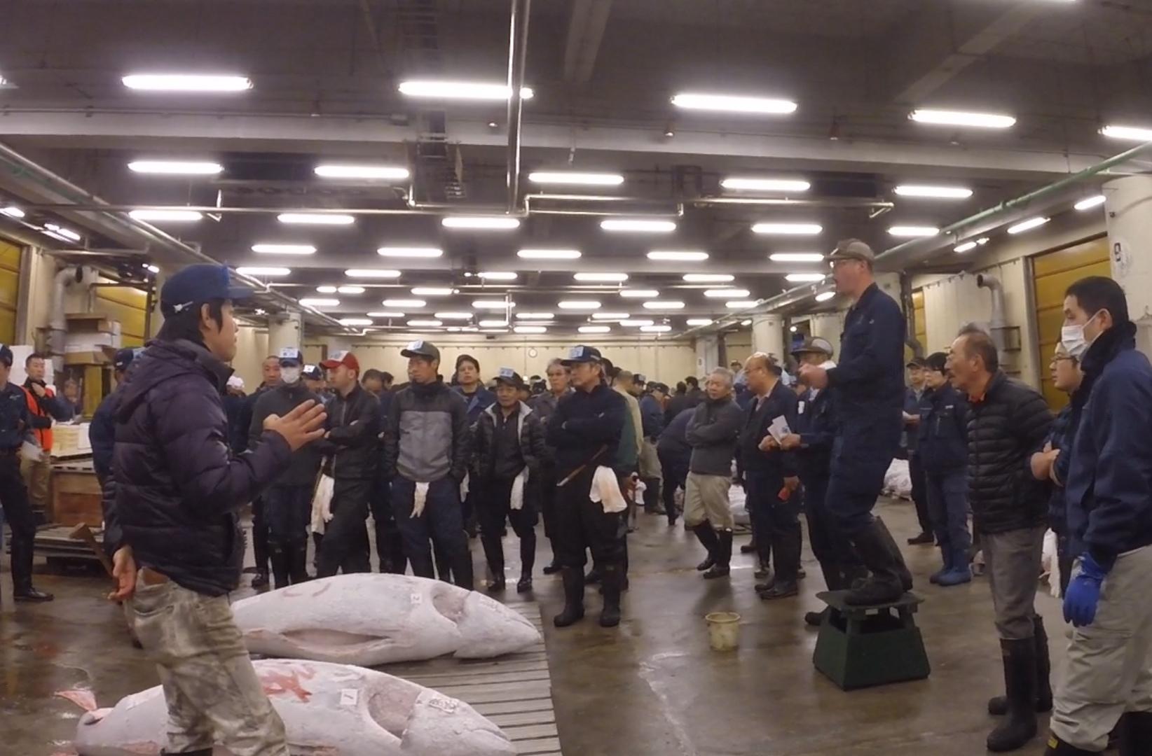 An early morning tuna auction with men gathered around large tuna on the floor.