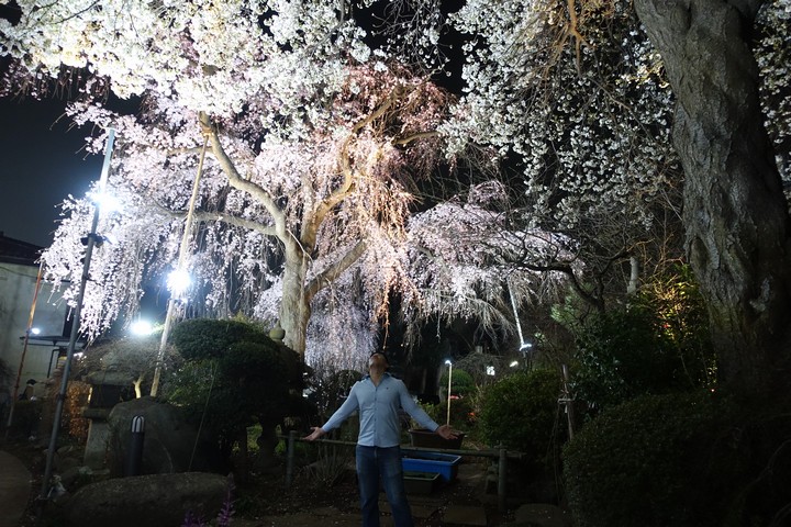 A man stands under brightly illuminated cherry blossom trees at night.