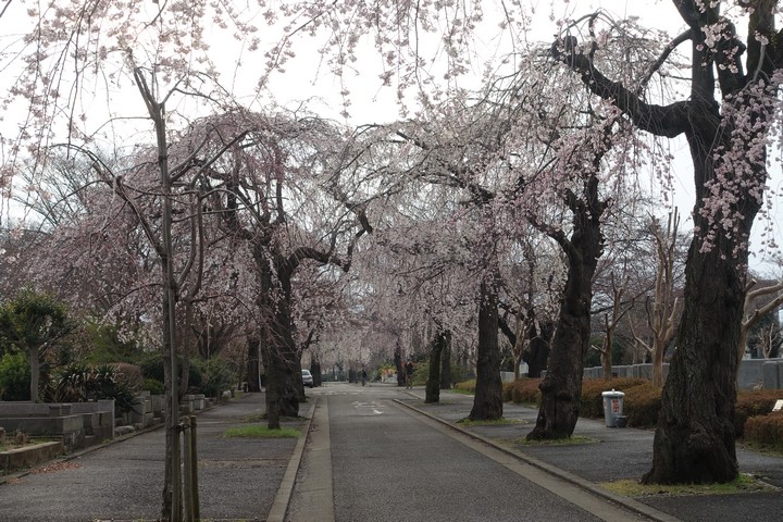 A path lined with pink weeping cherry blossom trees in Japan.