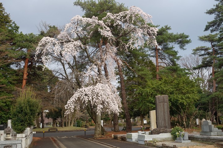 A vibrant weeping sakura tree in full bloom in a Japanese cemetery.