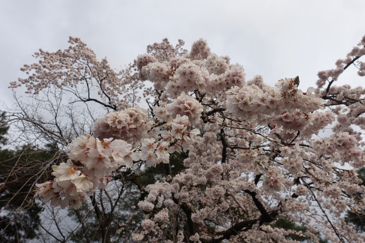 A cherry tree covered in delicate light pink blossoms against an overcast sky.