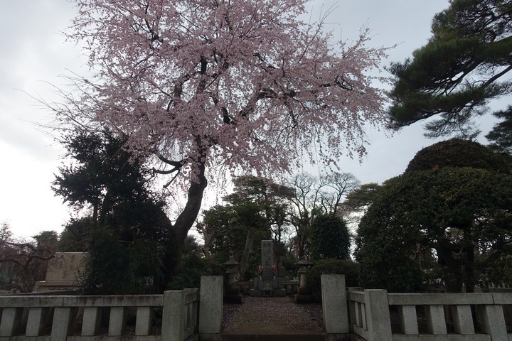 Pink weeping cherry blossoms drape over a Japanese stone monument and lanterns.