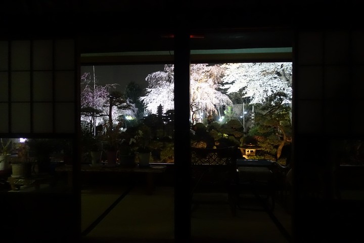 Illuminated cherry blossom trees in a Japanese garden, seen from a dark interior at night.