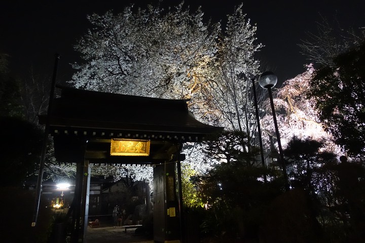 A traditional Japanese gate at night with brilliantly lit cherry blossom trees.