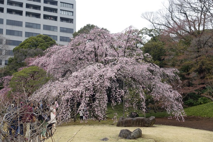 A large pink weeping cherry tree in full bloom stands in a park with a tall building in the background.