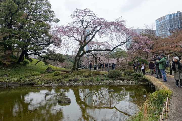 A large weeping cherry blossom tree in bloom casts its reflection on a pond as people stroll through a Japanese garden.
