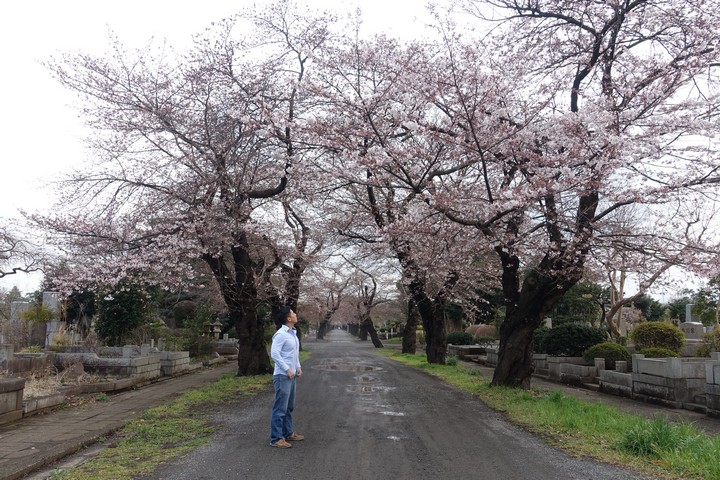 A man looks up at an avenue of blooming sakura trees.