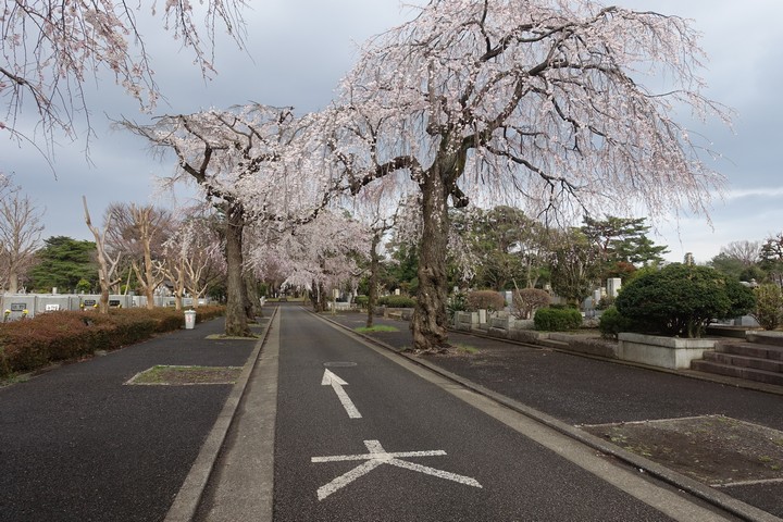 Weeping cherry blossom trees line a road through a Japanese cemetery.