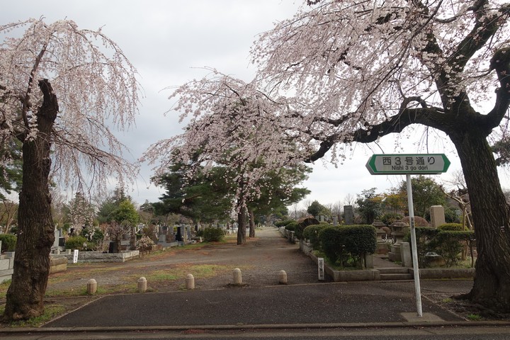 Cherry blossom trees bloom over paths and tombstones in a Japanese cemetery.