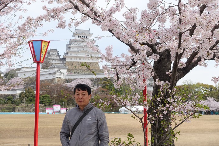 A man stands before Himeji Castle, surrounded by beautiful pink cherry blossoms.