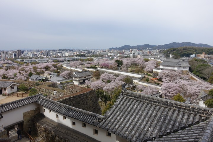 Aerial view of Himeji Castle grounds blanketed in pink cherry blossoms with a city skyline in the background.