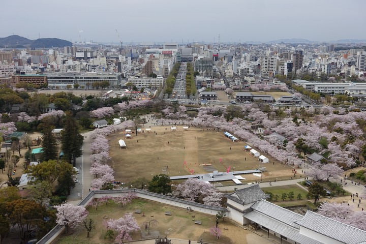 An aerial view of Himeji Castle park in full cherry blossom bloom, with a festival happening and a city in the distance.