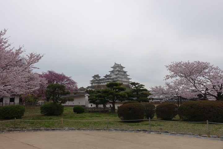 Himeji Castle rising above a garden filled with pink cherry blossom trees.