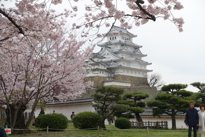 Himeji Castle framed by vibrant pink cherry blossoms under a cloudy sky.