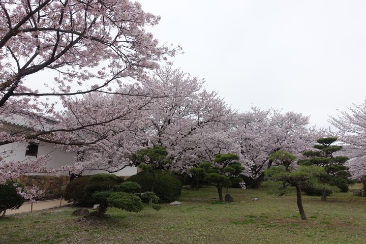 Pink cherry blossoms bloom across the Himeji Castle grounds.