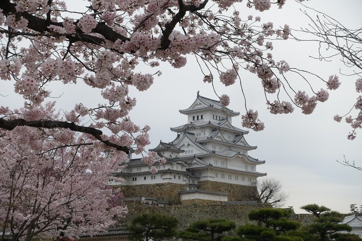 Himeji Castle framed by delicate pink cherry blossom branches.