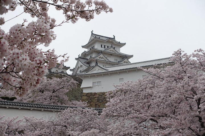 Himeji Castle surrounded by pink cherry blossoms.