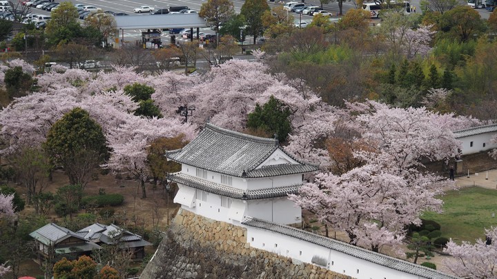 A white Japanese castle building surrounded by abundant pink cherry blossom trees.