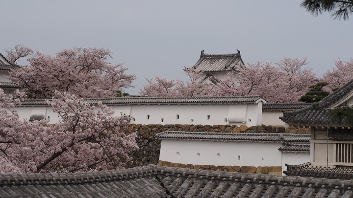 Pink cherry blossoms bloom around Himeji Castle's white walls and traditional grey roofs.