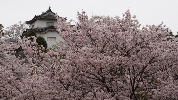 Himeji Castle peeks through a dense layer of pink cherry blossoms.