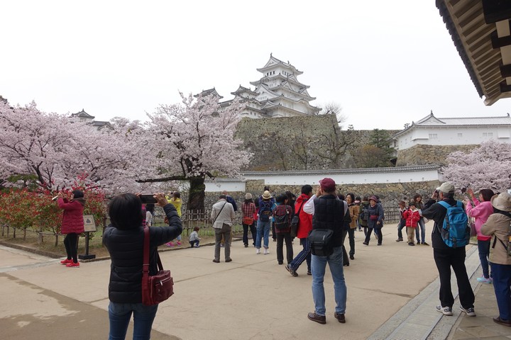 Himeji Castle surrounded by blooming cherry blossoms and tourists.