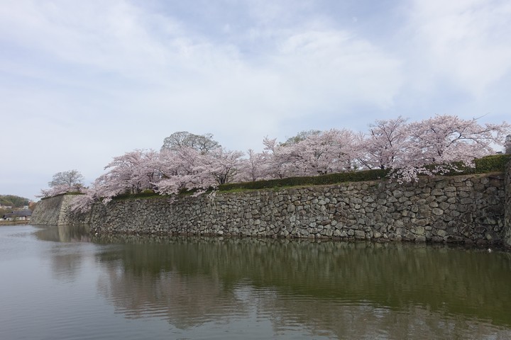 Pink cherry blossoms bloom above Himeji Castle's stone wall and moat.