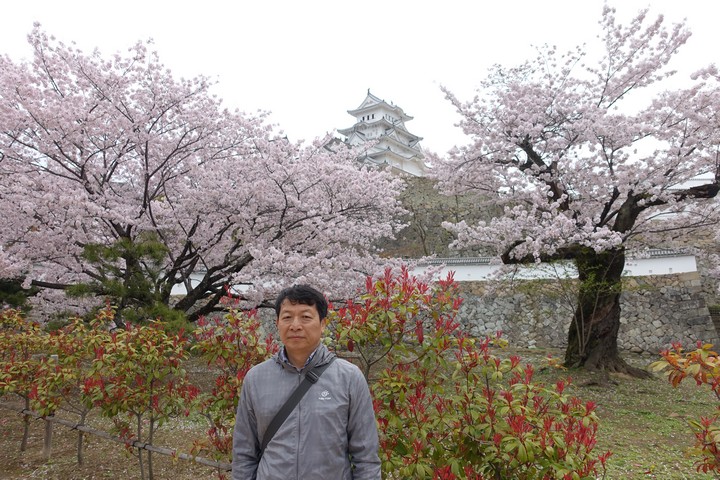 A man stands in front of Himeji Castle, surrounded by blooming pink cherry blossom trees.