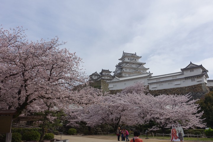 Himeji Castle stands among vibrant pink cherry blossom trees.