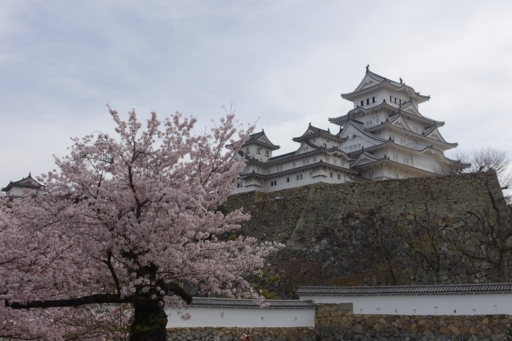 Himeji Castle framed by pink cherry blossoms.