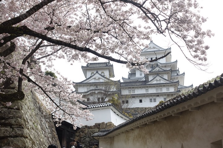 Himeji Castle framed by delicate cherry blossoms.
